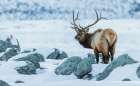 Bull elk on the winter range of the Rocky Mountains of Montana Art Print